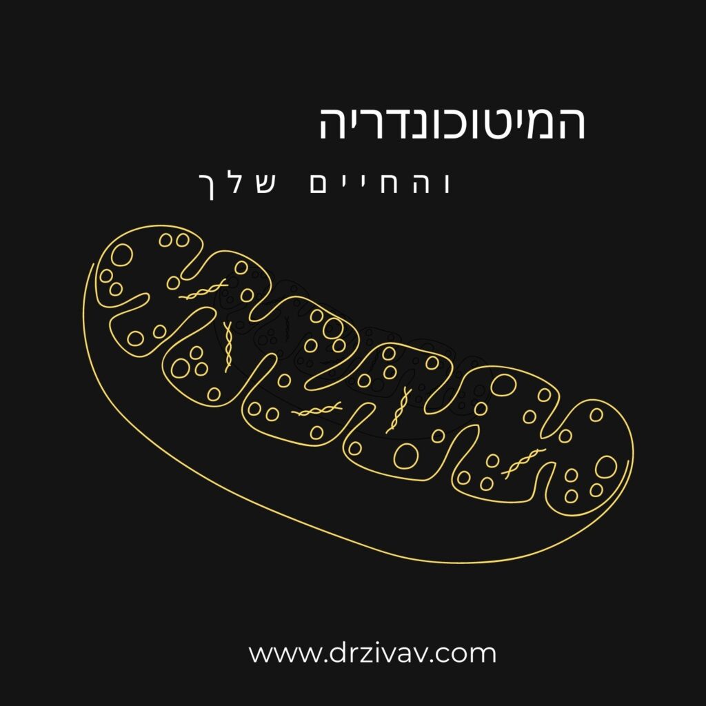 מתאר צהוב של מיטוכונדריה עם מבנים פנימיים על רקע שחור. הטקסט בעברית מעל אומר “המיטוכונדריה והחיים שלך”, המקשר בין עולם המיקרוביולוגיה לחיי היומיום ולבריאות. בתחתית הכיתוב “www.drzivav.com”. | ד"ר אמוץ זיו-אב